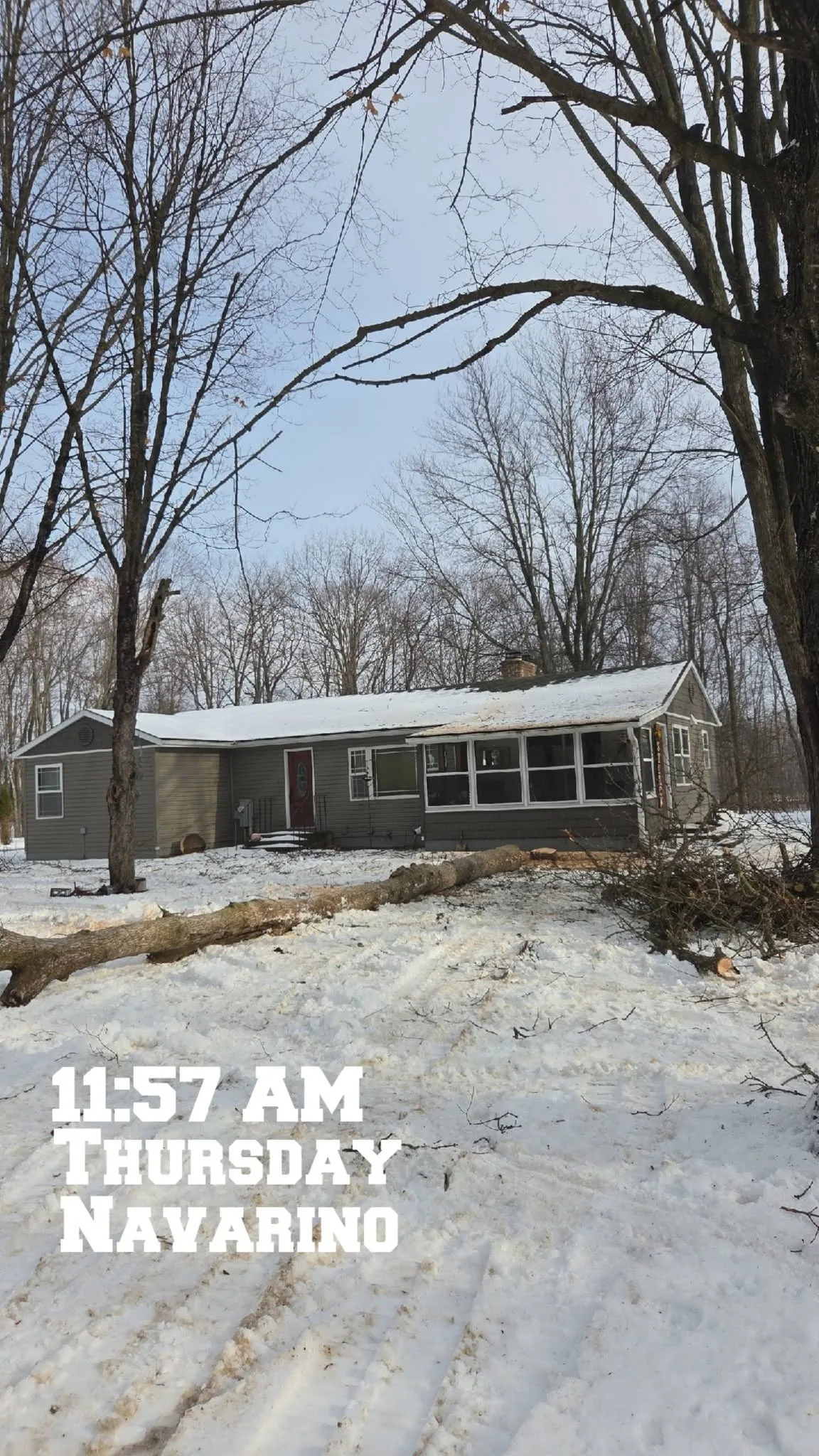 Tree Removal Before and After: From Hazard to Open Yard