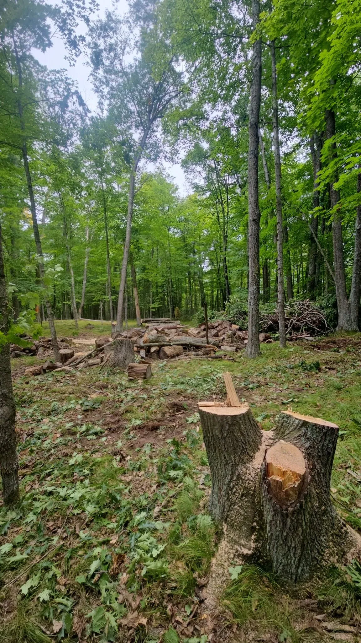 Tree Removal in Bonduel and the Town of Hartland